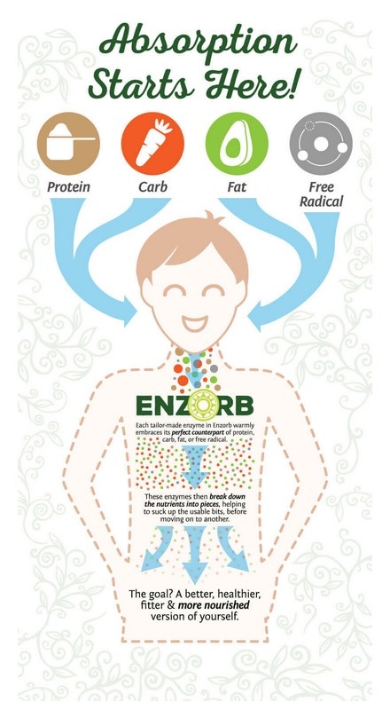 Enzorb Digestion